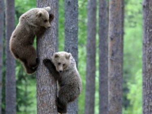 Медвежата на дереве фото